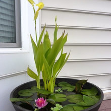Water Garden