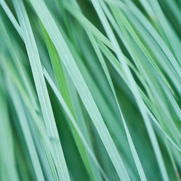 Great Design Plant: Little Bluestem