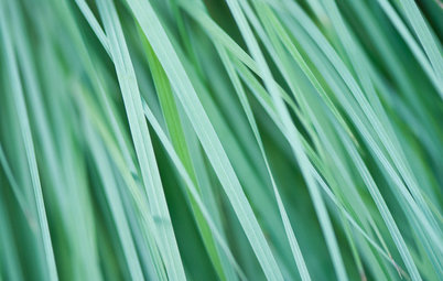 Great Design Plant: Little Bluestem Goes Above and Beyond