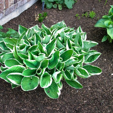 Plant Materials