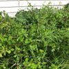 bermuda grass in spreading shrubs