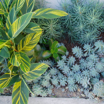 SUCCULENTS