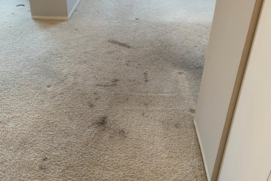 Carpet cleaning