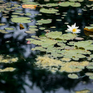 Transforming Tranquility: A Spectacular Lakeside Landscape
