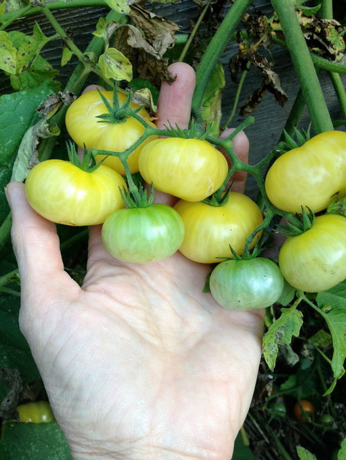 Tomato crosspollination or reversion?