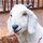 terry_grant2071