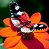 Foto de Cicely Bailey
