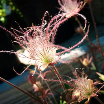Prarie Smoke Geum
