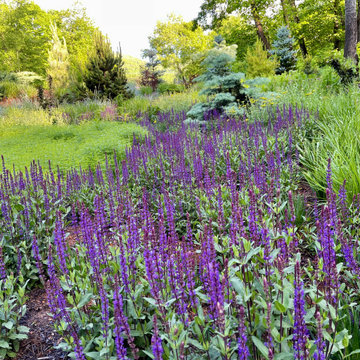 River of Salvia
