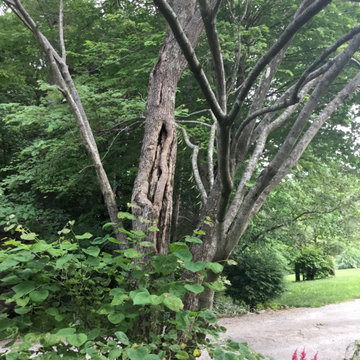 Saving redbud tree