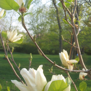 Magnolia virginiana