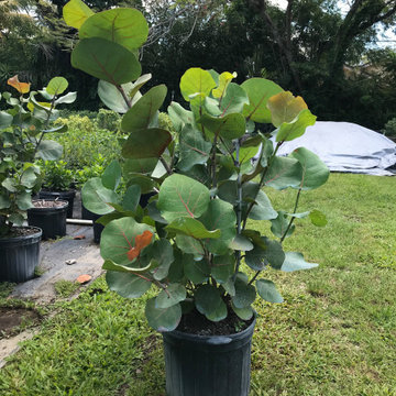 Sea Grape - 7 Gallons