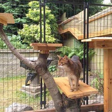 catio
