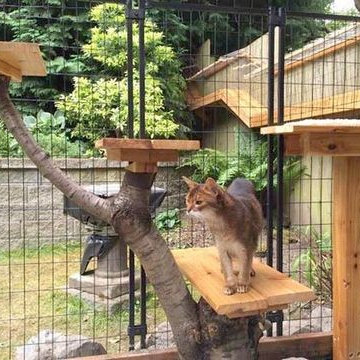 51 Outdoor Cat Enclosures Your Cat Will Love
