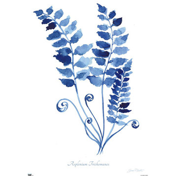 Jean Plout - Indigo Botanical Asplenium Trichomanes