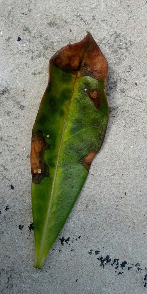 Is this Bacterial or Fungal Leaf Spot on my Adenium Obesums?