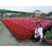 Foto de Tham Lan
