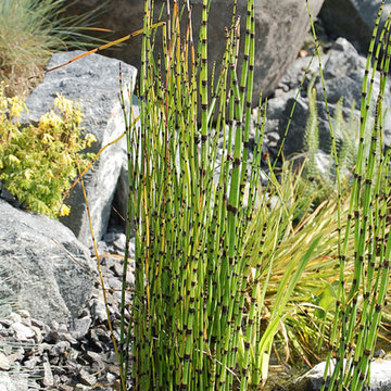 Wassergarten