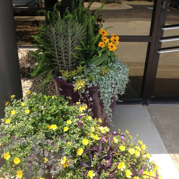 Summer Containers