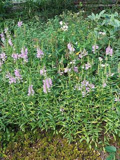 September Flowers | Houzz Forum
