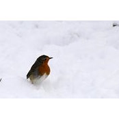 Foto de Demeter Brigi
