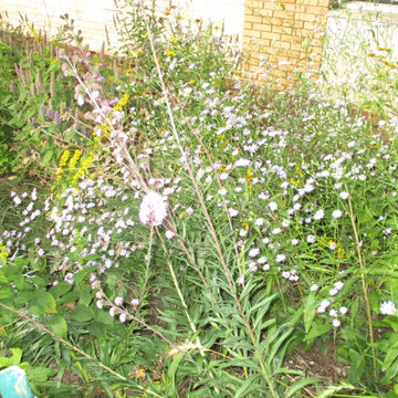 Humboldt Park Pollinator Garden