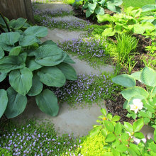 Side Yard