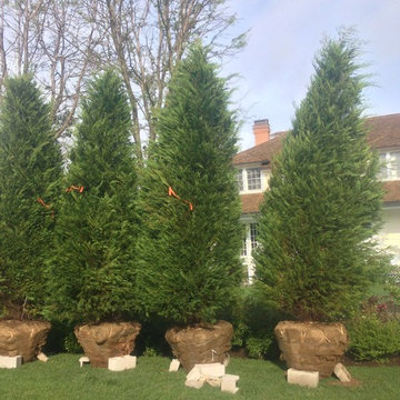 Green Giant Arborvitae for Screening the neighbor