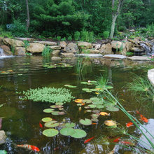 wetlands & pond