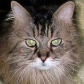Sharon Pitt's photo