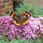 Lauren Tesoro