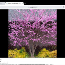 Bridgford Frontyard Plant Portfolio