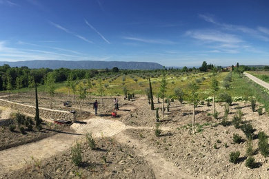 Réalisation d'un jardin méditerranéen.