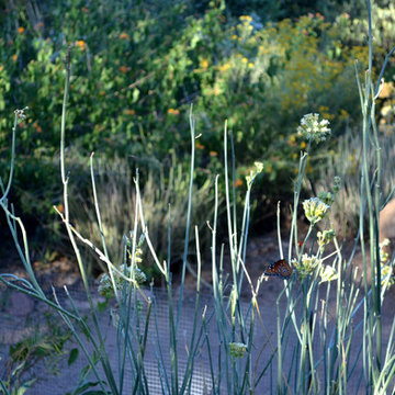 Southwestern Plants