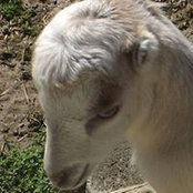 Dori Oakes's photo