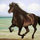 shanghairay_vancouverite