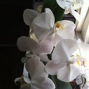 Deborah Matthews's photo