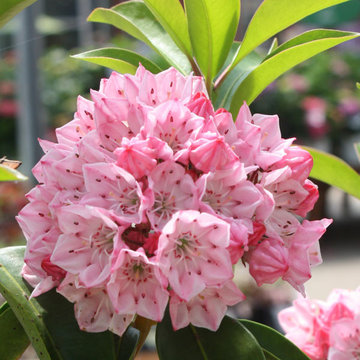 Mountain Laurel in Bloom