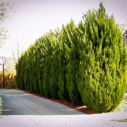 Spartan Juniper - Outdoor Products