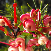 plants