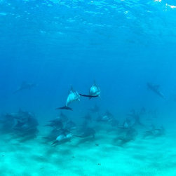 Moving Together by Joel Coleman - Photographs