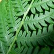 Eileen McIntosh's photo