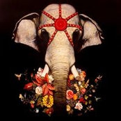 Martin Wittfooth's photo