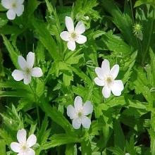 Ohio Native Garden