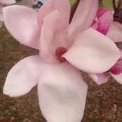 Crystal DeCell's photo