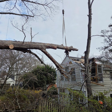 Emergency Tree Removal