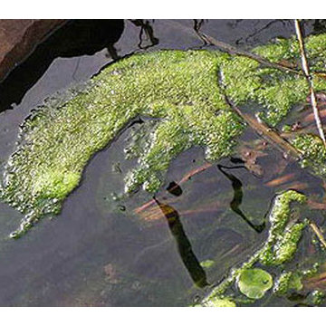 Pond cleaning