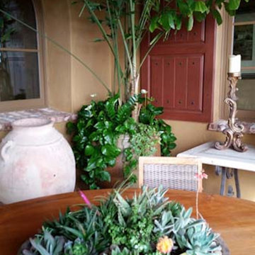 Succulents