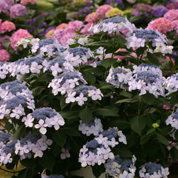 Let's Dance&reg; Diva! Bigleaf Hydrangea - Plants