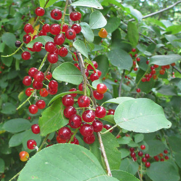 Chokecherry